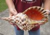 Pacific Triton seashell 13-3/4 inches long - (You are buying the shell pictured) for $70 (many tiny holes)