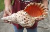 Pacific Triton seashell 14-1/2 inches long - (You are buying the shell pictured) for $80 (Heavy calcium)