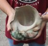 6-3/4 inch Turbo Marmoratus, green turban shell. You are buying the shell pictured for $40