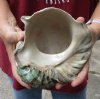 HUGE  7 inch Turbo Marmoratus, green turban shell. You are buying the shell pictured for $45