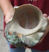 6-3/4 inch Turbo Marmoratus, green turban shell. You are buying the shell pictured for $35