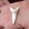 One HUGE Shortfin Mako shark tooth measuring 2-1/4 inches for making shark tooth pendants and necklaces - You are buying the one in the picture for $45