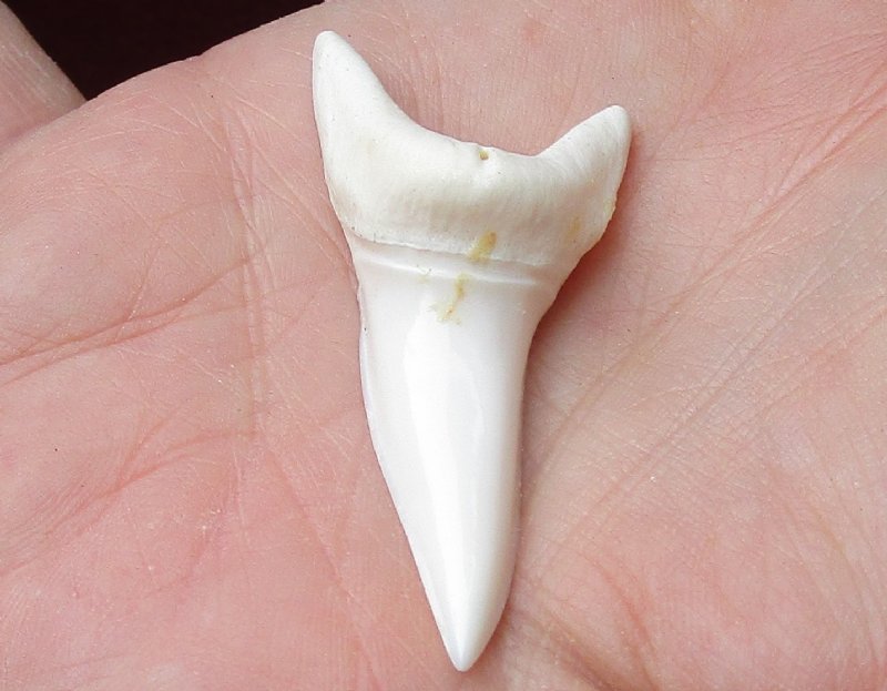 *20 Best Value 2-1/8" Display Stands For Shark Tooth Teeth 