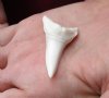 One HUGE Shortfin Mako shark tooth measuring 2-1/8 inches for making shark tooth pendants and necklaces - You are buying the one in the picture for $32