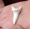 One HUGE Shortfin Mako shark tooth measuring 2-1/8 inches for making shark tooth pendants and necklaces - You are buying the one in the picture for $32