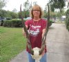 HUGE Female Eland Skull Plate with 32 inch Horns for Rustic Cabin Decor (Review photos. You are buying the one shown) for $80