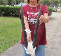 Female Eland Skull Plate with 25 inch Horns for Rustic Cabin Decor $46