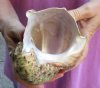 4-3/4 inch Turbo Marmoratus, green turban shell. You are buying the shell pictured for $23