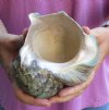 5-1/4 inch Turbo Marmoratus, green turban shell. You are buying the shell pictured for $29