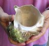 5 inch Turbo Marmoratus, green turban shell. You are buying the shell pictured for $29