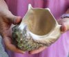 4-3/4 inch Turbo Marmoratus, green turban shell. You are buying the shell pictured for $23