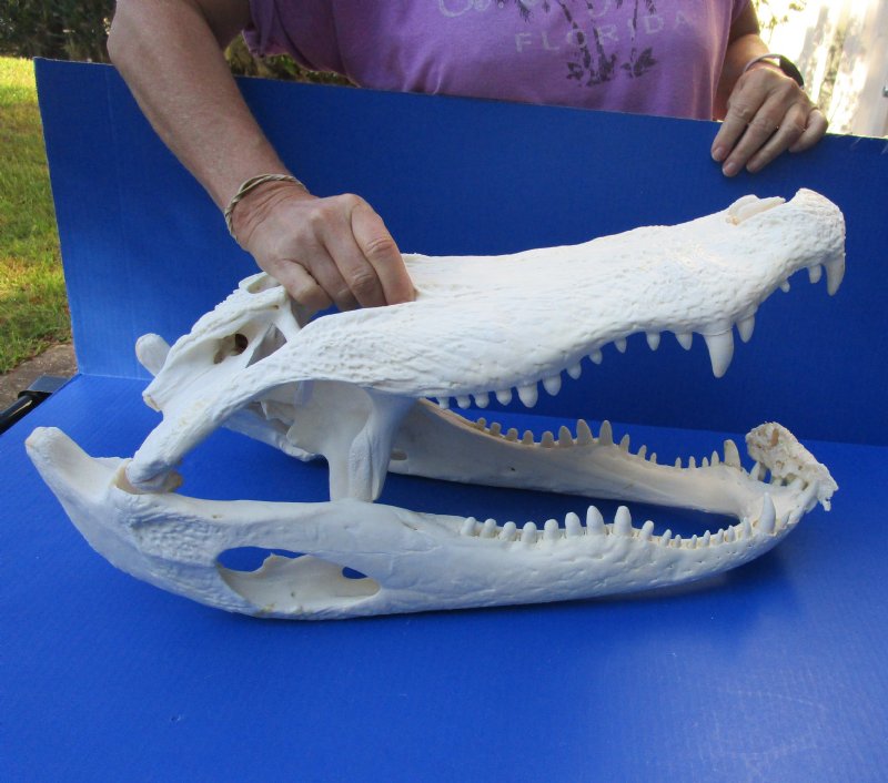 Alligator Foot Gator Feet Craft Supplies Jewelry Supplies Animal Bone Feet One