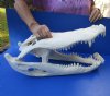 HUGE 22 inch Florida Alligator Skull from an estimated 12 foot gator (pathological area on snout) - You are buying the gator skull shown for $295.00