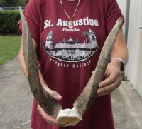 Bushbuck Skull Plate and Horns 14 and 16 inches for $40.00