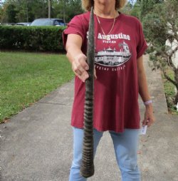 Gemsbok horn for making shofars 26 inches for $23