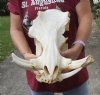 #2 grade 15 inch long African Warthog Skull with 6 Inch top Ivory Tusks. (broken face/tusks/missing lower tusk)  Review all photos. You are buying the one pictured for $80