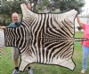70" x 54" Real Zebra Skin Rug with felt backing - you are buying the zebra hide pictured for $650.00 (Adult Signature Required)
