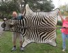 A-Grade 94 x 57 inch Real Zebra Skin Rug with felt backing - you are buying the zebra hide pictured for $1150.00 (Adult Signature Required)