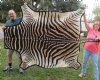 75" x 63" Real Zebra Skin Rug with felt backing - you are buying the zebra hide pictured for $750.00 (Adult Signature Required)
