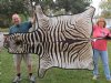 A-Grade 84 x 54 inch Real Zebra Skin Rug with felt backing - you are buying the zebra hide pictured for $1150.00 (Adult Signature Required)