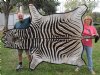 88" x 57" Real Zebra Skin Rug with felt backing - you are buying the zebra hide pictured for $750.00 (Adult Signature Required)