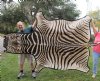 96" x 60" Real Zebra Skin Rug with felt backing - you are buying the zebra hide pictured for $750.00 (Adult Signature Required)