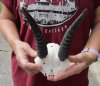 7-1/2 inch Mountain Reedbuck Horns on a skull plate for Cabin Decor - You are buying the skull plate and horns shown for $55