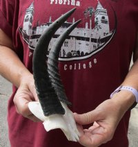 7-1/2 inch Mountain Reedbuck Horns on a skull plate for Cabin Decor for $55