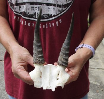 6 inch Mountain Reedbuck Horns on a skull plate for Cabin Decor for $18