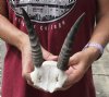 5-3/4 inch Mountain Reedbuck Horns on a skull plate for Cabin Decor - You are buying the skull plate and horns shown for $50