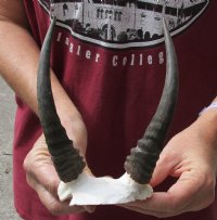 6 inch Mountain Reedbuck Horns on a skull plate for Cabin Decor for $50