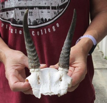 6 inch Mountain Reedbuck Horns on a skull plate for Cabin Decor for $18