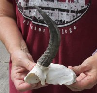 6 inch Mountain Reedbuck Horns on a skull plate for Cabin Decor - You are buying the skull plate and horns shown for $50