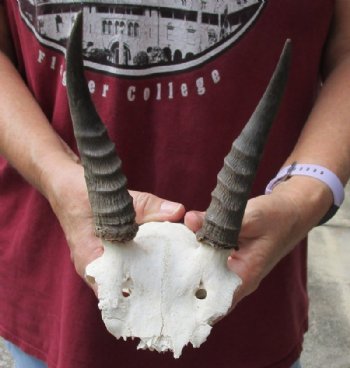 5-3/4 inch Mountain Reedbuck Horns on a skull plate for Cabin Decor for $50