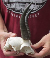 5-3/4 inch Mountain Reedbuck Horns on a skull plate for Cabin Decor for $50