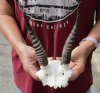 6-3/4 inch Mountain Reedbuck Horns on a skull plate for Cabin Decor - You are buying the skull plate and horns shown for $55