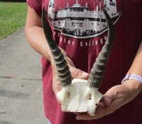 7-1/2 inch Mountain Reedbuck Horns on a skull plate for Cabin Decor - You are buying the skull plate and horns shown for $55