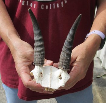 5-3/4 inch Mountain Reedbuck Horns on a skull plate for Cabin Decor for $18