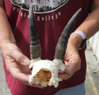 5-3/4 inch Mountain Reedbuck Horns on a skull plate for Cabin Decor for $18