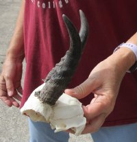 5-3/4 inch Mountain Reedbuck Horns on a skull plate for Cabin Decor for $18