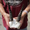 6-1/2 inch Mountain Reedbuck Horns on a skull plate for Cabin Decor - You are buying the skull plate and horns shown for $55