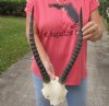 Female Blesbok Skull Plate and Horns 14 inches - Review all photos. You are buying the skull plate and horns shown for $30 