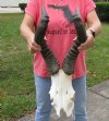 Large African Male Red Hartebeest half skull with 21 inch horns. You are buying the one pictured for $70