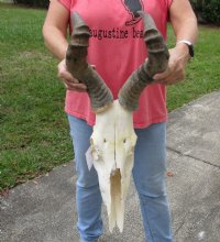 Wholesale Grace B red hartebeest skulls and horns - $70 each