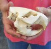 #2 Grade North American Beaver Skull (castor) measuring 5 inches - You are buying the skull shown for $19 (Broken side and jaw glued shut)