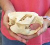 #2 Grade North American Beaver Skull (castor) measuring 5-1/2 inches - You are buying the skull shown for $19 (Broken nose and jaw glued shut)