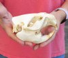 #2 Grade North American Beaver Skull (castor) measuring 5 inches - You are buying the skull shown for $19 (Broken nose and jaw glued shut)