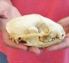 Raccoon Skull measuring 4-3/4 inches long and 3 inches wide - You are buying the skull shown for $26