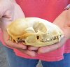 Raccoon Skull measuring 4-1/2 inches long and 3 inches wide - You are buying the skull shown for $26
