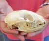 Raccoon Skull measuring 4-3/4 inches long and 3-1/4 inches wide - You are buying the skull shown for $26